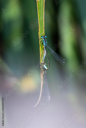 Bilde på lerret Blue eyed damselflies hold a tandem stance on a reed