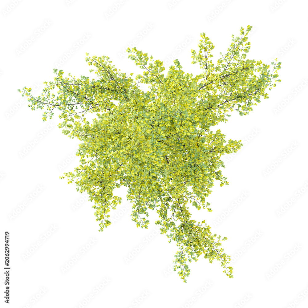 Fototapeta premium Isolated Celtis plant on transparent canvas from the top view