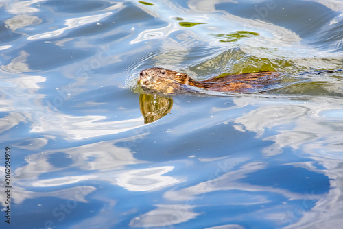 Fotografía Muskrat swims with a leaf between its teeth and lifts a beaded muzzle from the lake