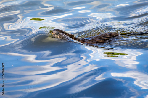 Cuadro en lienzo Partially submerged muskrat slips beneath wavering ripples and glossy light