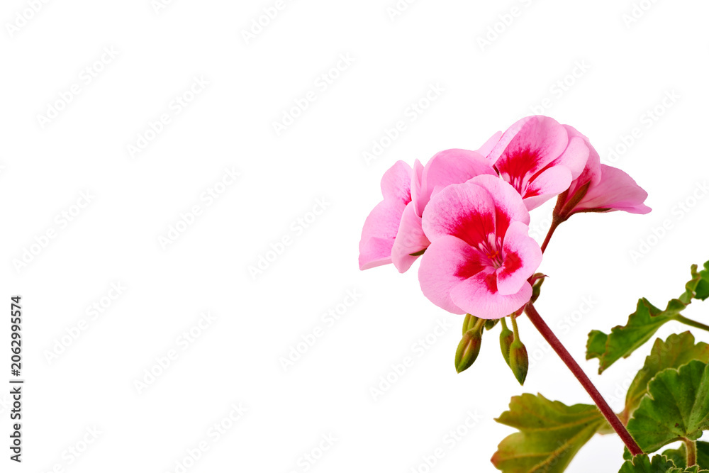 Fototapeta premium Pink Geranium Flowers on White Background