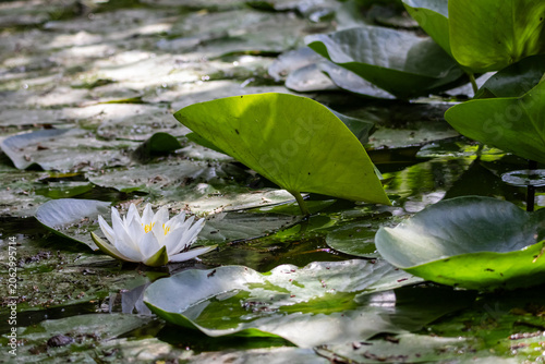 Photos Sunlit white water lily nestles among round glossy pads on a placid pond