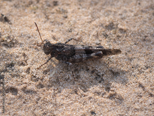 A macro photograph of a camouflaged blue-winged
grasshopper perfectly blending in with the textured sandy ground in a natural habitat.