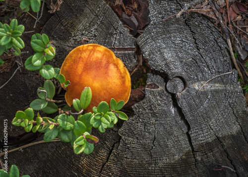 A top-down view of a vibrant orange mushroom growing next to green lingonberry leaves on a weathered, cracked wooden tree stump in the forest.