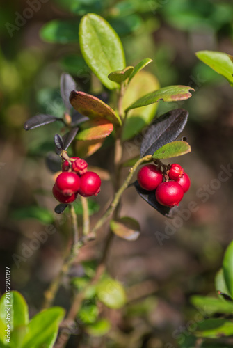 A detailed close-up of clusters of ripe red lingonberries hanging on a small shrub amidst green forest foliage.