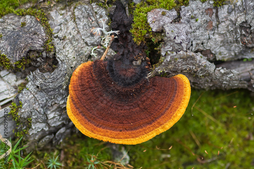 A macro shot of a colorful bracket fungus  (the rusty gilled polypore) growing on a mossy tree trunk in the forest.
