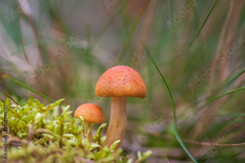 A close-up ground-level shot of two small orange mushrooms growing out of green moss on the forest floor.