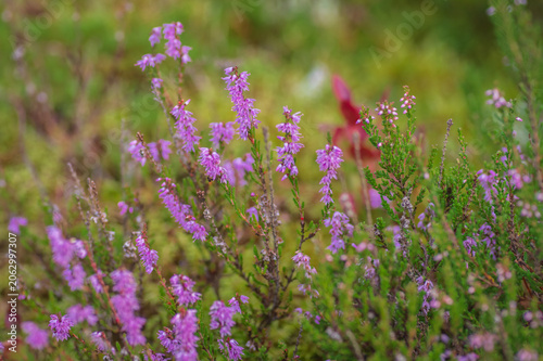 Photography Vibrant purple heather flowers blooming in a lush green swamp field in close-up macro shot