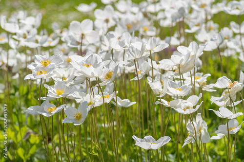 Cuadro en lienzo A dense field of blooming white snowdrop anemone flowers on tall green stems in a sunny spring meadow