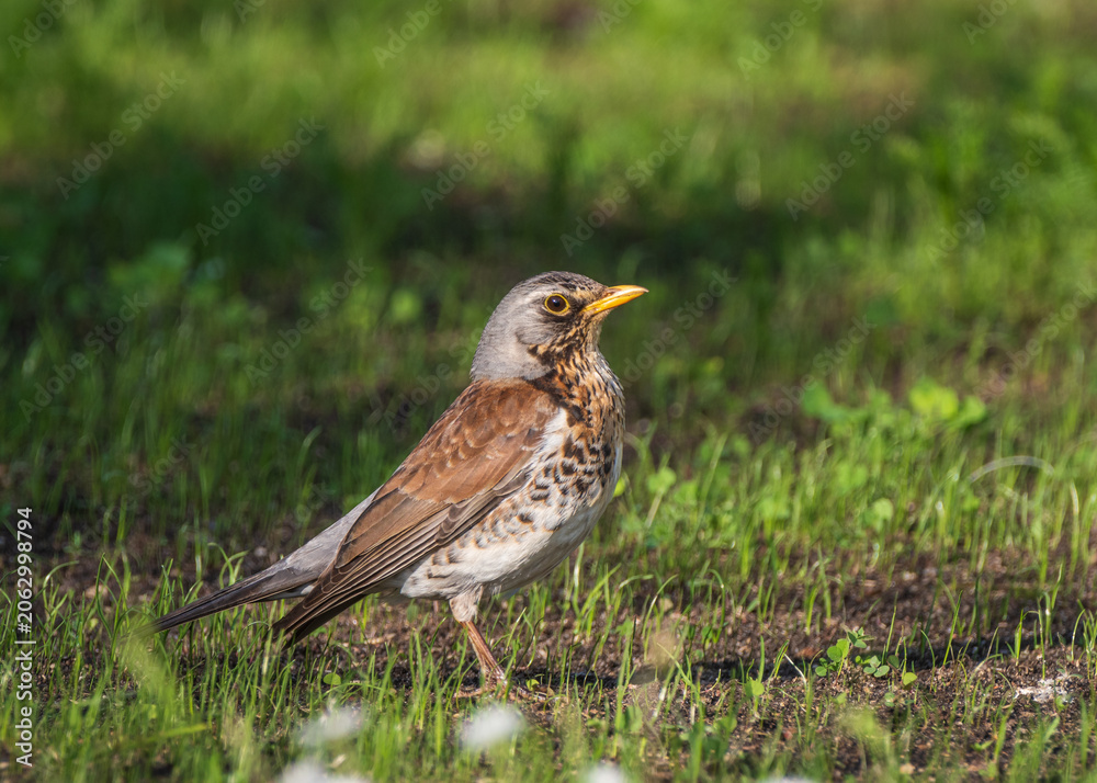 Fototapeta premium A fieldfare bird standing on the ground among short green grass on a sunny day.