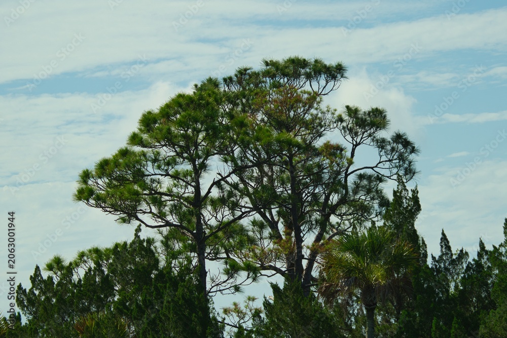 Fototapeta premium trees in the forest