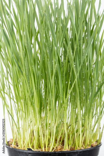 Fresh wheatgrass or cat grass with water droplets on leaves in a black pot on white background.