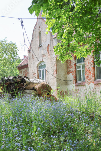  a weathered plush teddy bear nestled behind a fallen log in an overgrown garden.