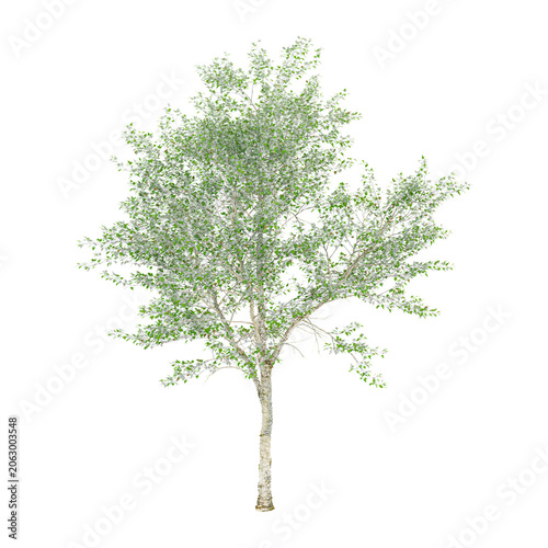 Fotografía Isolated Silver poplar plant on transparent canvas