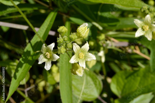 Foto Zaunrübe, Rotfrüchtige, Bryonia dioica, Blüte