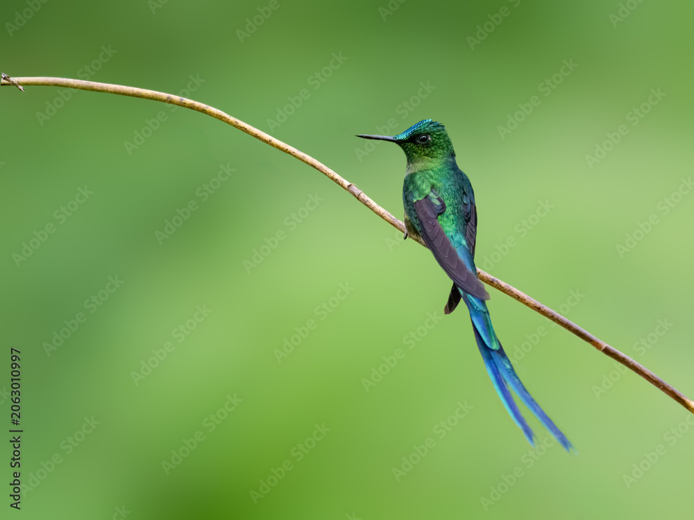 Fototapeta premium Male Violet-tailed Sylph Hummingbird Perched on Twig in Cloud Forest