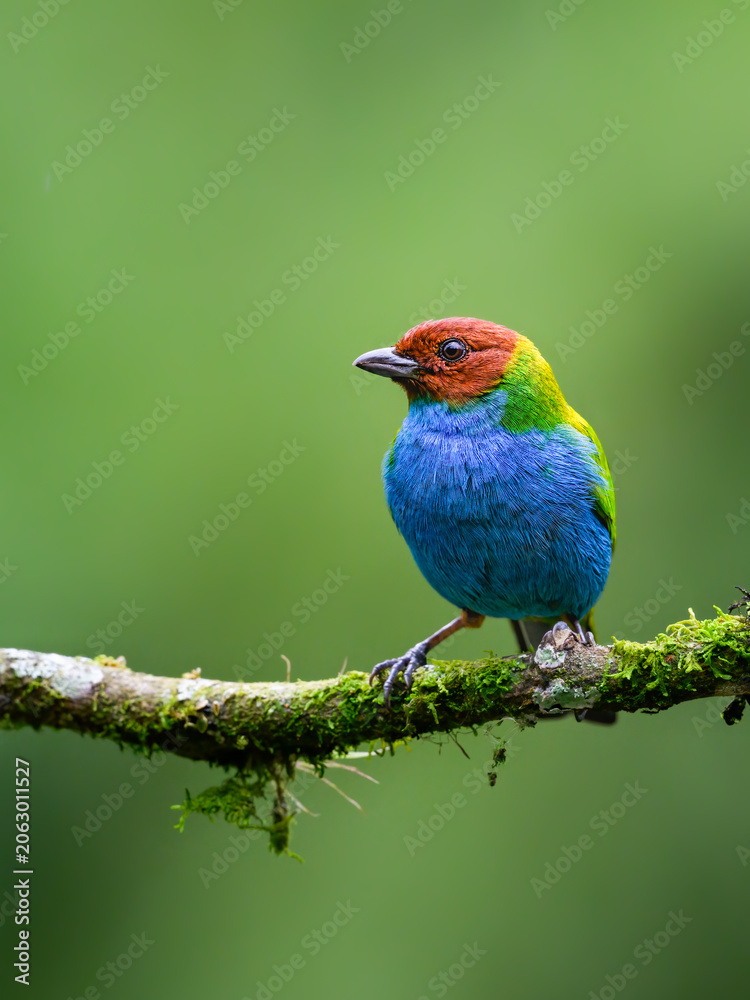 Obraz premium Bay-headed Tanager Perched on Mossy Branch in Tropical Forest