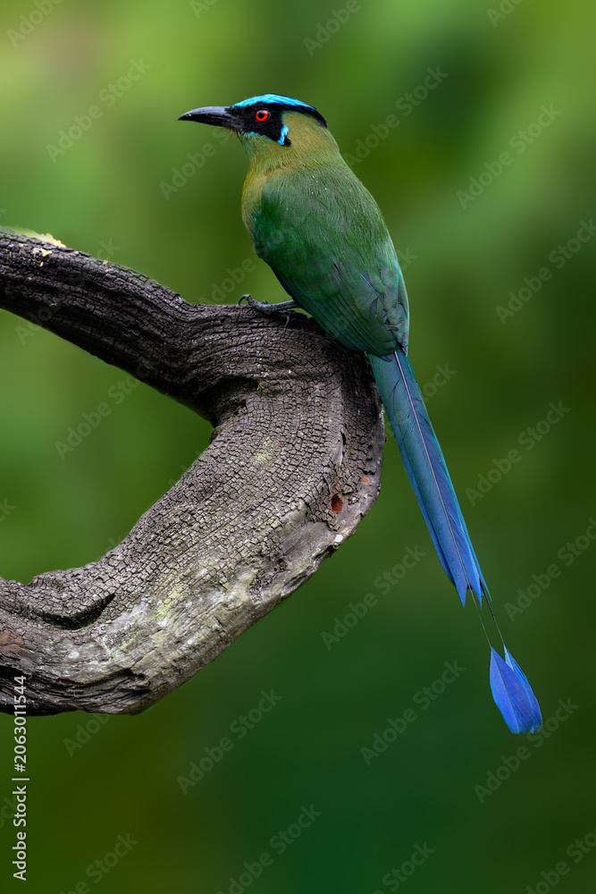 Fototapeta premium Andean Motmot Perched on Curved Branch in Tropical Cloud Forest