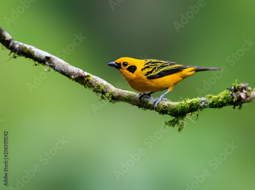 Golden Tanager Perched on Mossy Branch in Tropical Cloud Forest