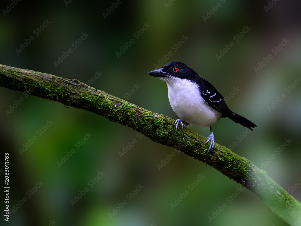 Obraz premium Male Great Antshrike Perched On Mossy Branch