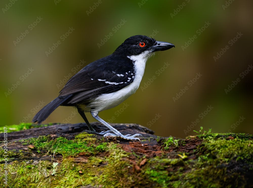 Obraz premium Male Great Antshrike Perched on Mossy Log in Tropical Rainforest
