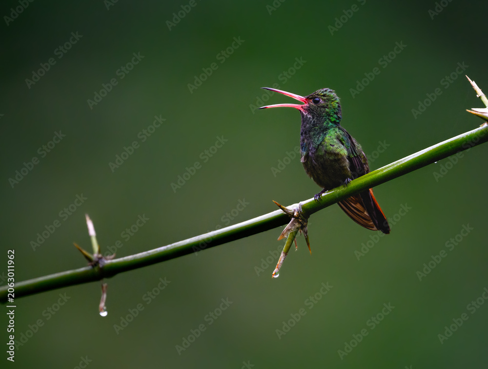 Fototapeta premium Rufous-tailed Hummingbird Perched on Thorny Branch with Open Beak
