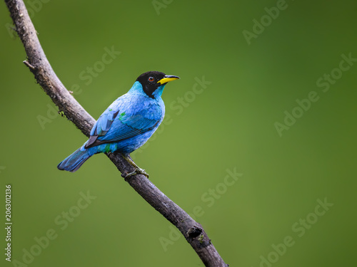 Tableau sur toile Male Green Honeycreeper Perched on a Branch in Tropical Forest