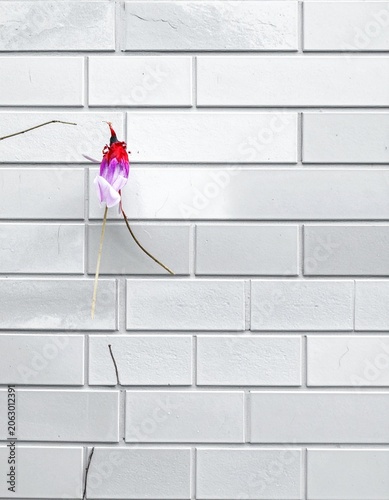Delicate bloom on textured wall