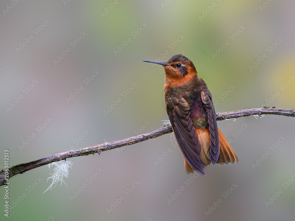 Obraz premium Shining Sunbeam Hummingbird Perched on a Thin Tree Branch