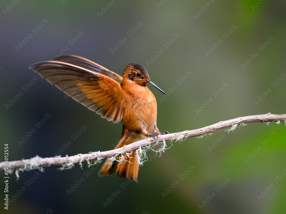 Obraz premium Shining Sunbeam Hummingbird Perched on Mossy Branch With Wings Spread