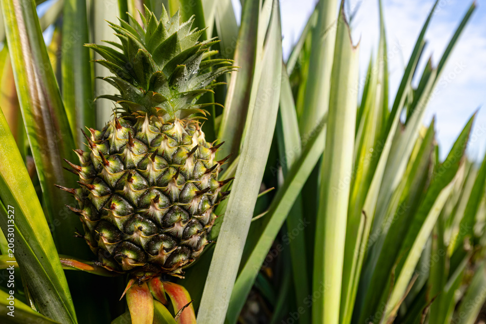 Fototapeta premium Young Pineapple Growing in a Tropical Plantation,A close-up shot of a small, young pineapple fruit growing amidst its spiky green leaves in a sunny outdoor plantation field.