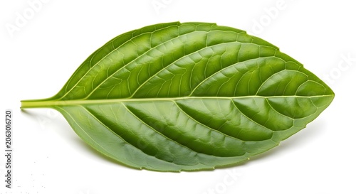 Single green leaf on white background.