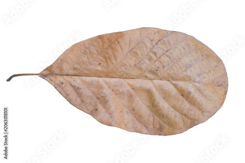 Obraz na plátne Dry brown leaf isolated white background autumn texture, single fallen foliage w