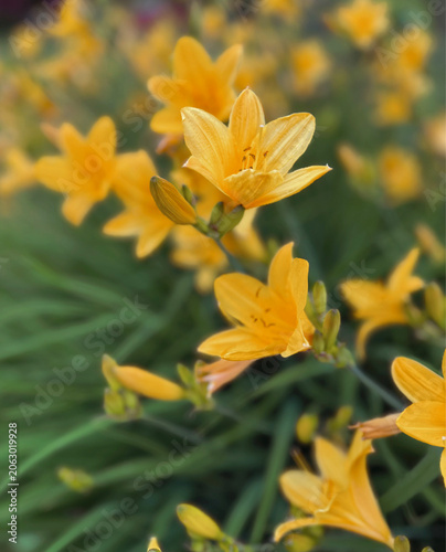 Yellow Daylily Macro Spring Flowers