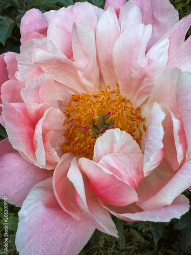 Pink Peonies Macro Spring Flowers
