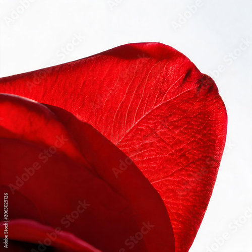 Minimalist Art Petal Close-up Decorative Painting
