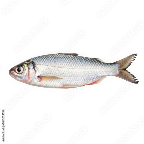 Freshwater fish isolated on white background studio shot.