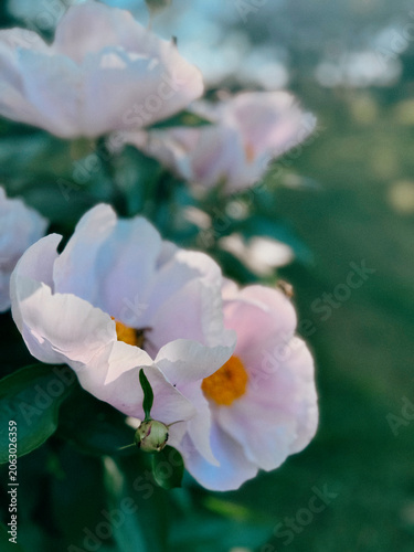Pink Peonies Macro Spring Flowers