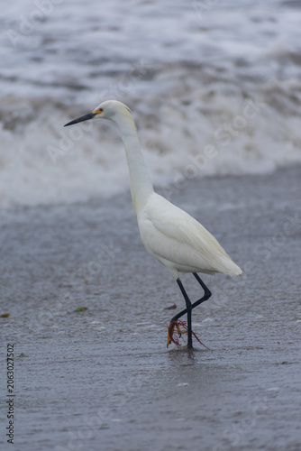 White Egret