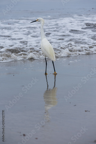 White Egret