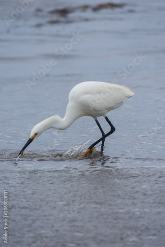 White Egret