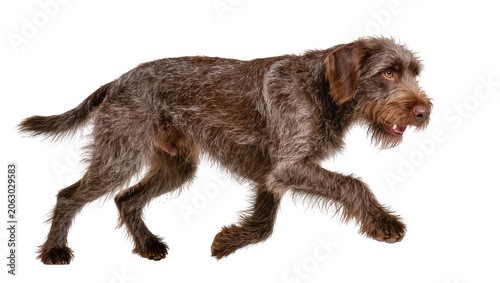 Tableau sur toile Wirehaired German Pointer dog running profile view
