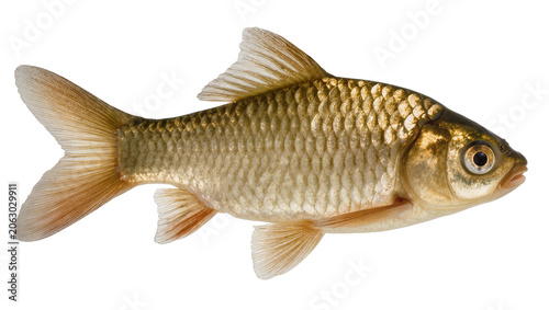 Photography Golden carp fish with detailed scales and fins, isolated on transparent backgrou