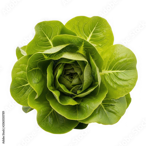 Fresh Green Butter Lettuce Head Isolated on White Background.