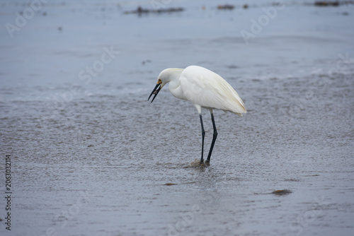 White Egret