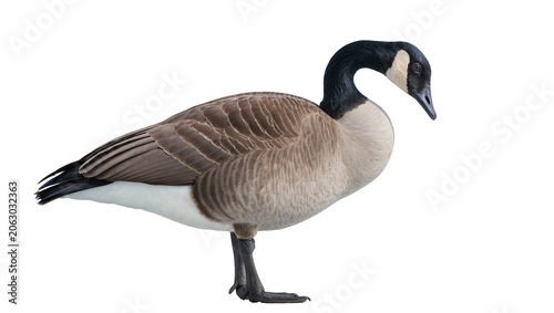 Fotografía Canada goose with black neck and white cheek patch
