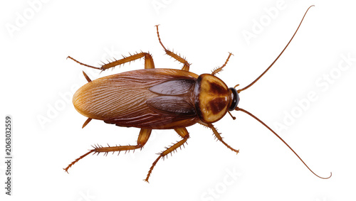 фотографія Brown cockroach with long antennae and spiky legs