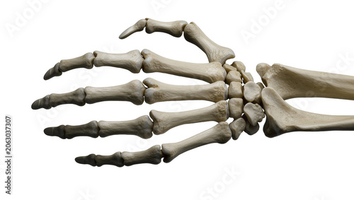 Canvastavla Human hand skeleton bones metacarpals phalanges, carpals