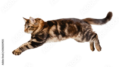 Foto Tabby cat mid-leap with striped fur and yellow eyes
