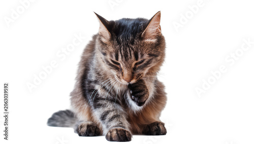 Canvastavla Tabby cat grooming paw with closed eyes